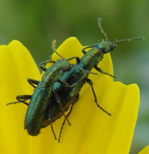 Psilothrix protensa in accoppiamento